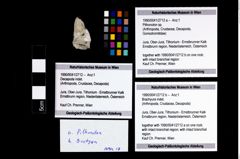 Foto (Objekt + Etikett) von Brachyura indet.  (NHMW-GEO-1990-0041-2712b)